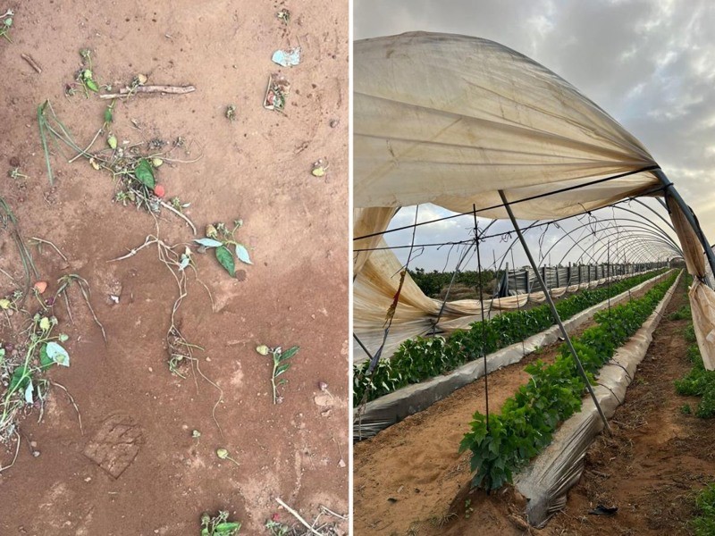 La tempête Bernard provoque d'importants dégâts aux cultures au Maroc