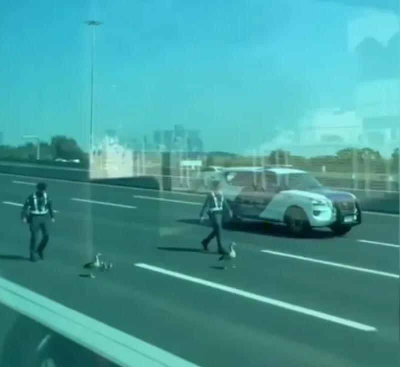 شرطة أبوظبي تحمي "عائلة من البط" خلال عبورها للطريق