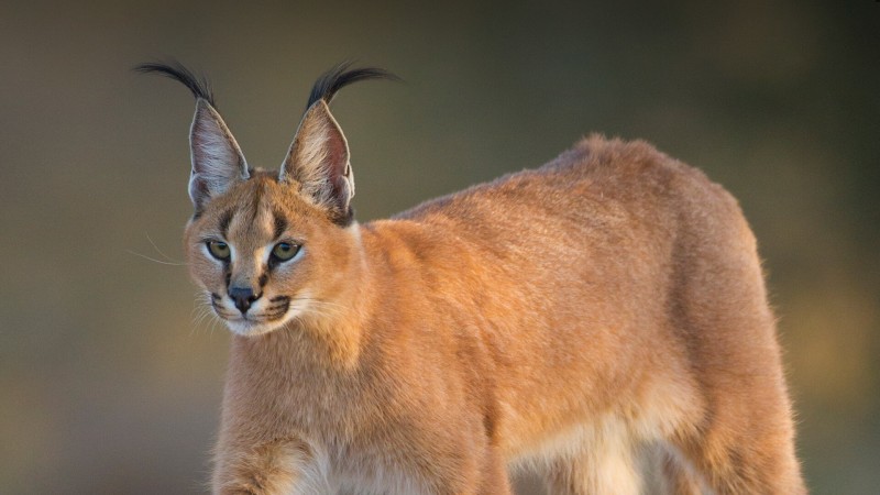 Egyptian Lynx attacks 'Israeli' soldiers