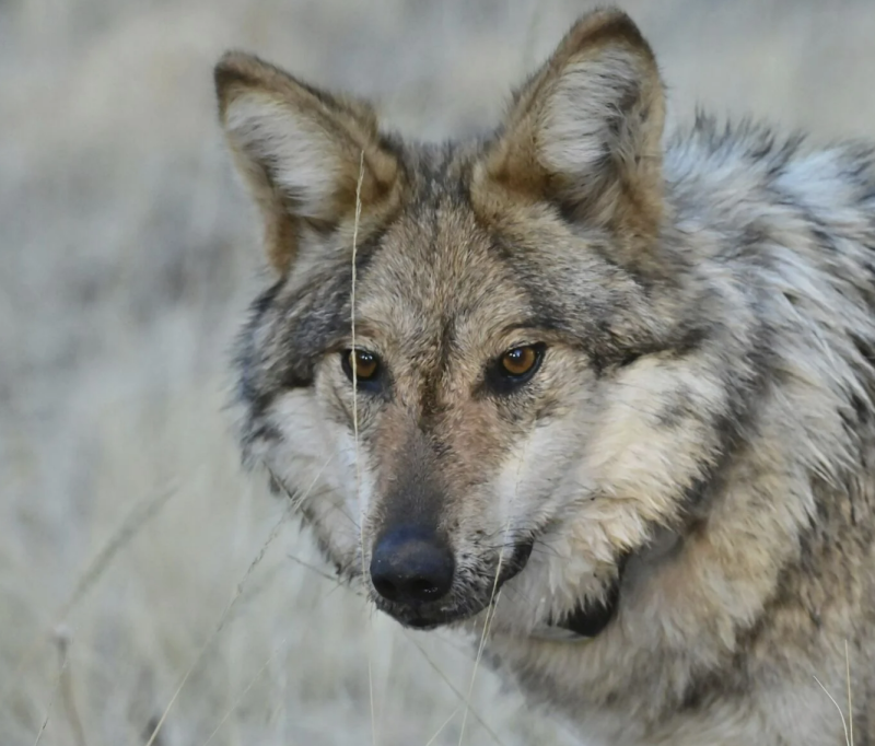 Endangered Wolves Emergency