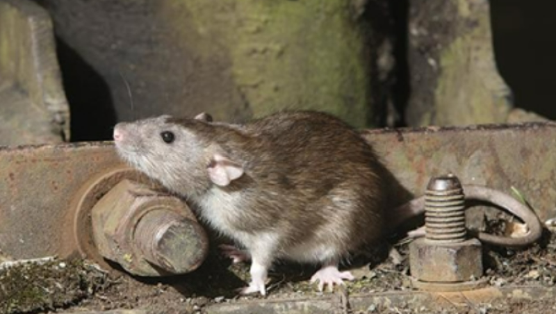 Shocking Study: Cockroaches, Fish, and Mice Threaten British Buildings