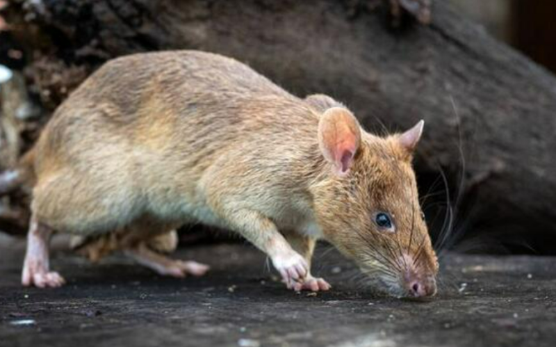 Giant rat named Ronin breaks Guinness World record for sniffing out wartime landmines