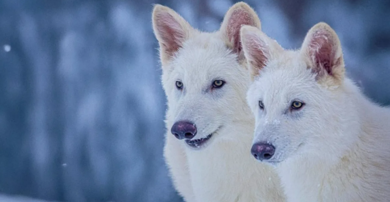 Scientists say they have resurrected the dire wolf