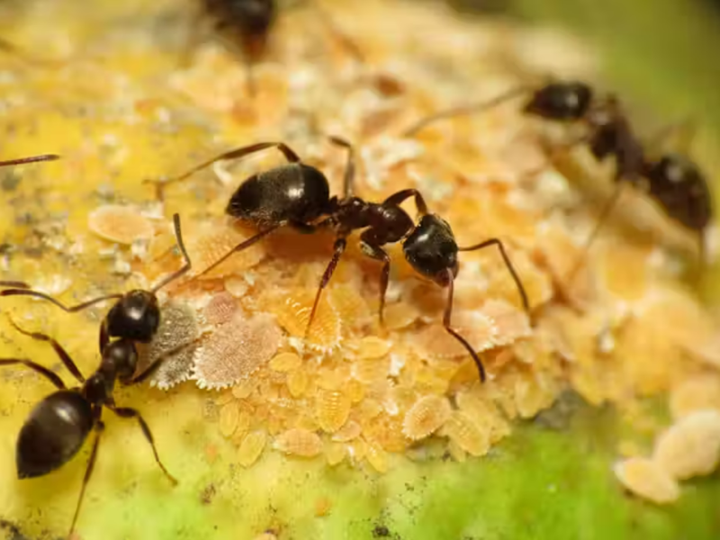 Belgian teenagers charged with bid to smuggle 5,000 ants out of Kenya