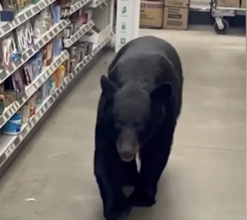 دب يقتحم متجرا أميركيا ويهاجم مسنة تسعينية