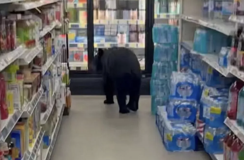 Black bear wreaks havoc in New Jersey Dollar General injuring shopper before being euthanized