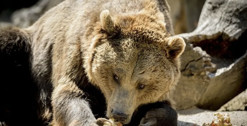 "هجمات الدببة" تثير ذعرا.. واليابان تنشر قوات من الجيش