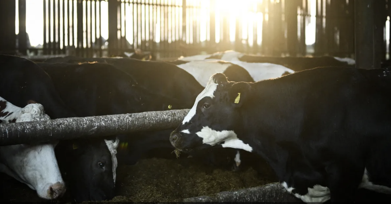 أوروبا تستعد.. رصد أول حالة لفيروس "اللسان الأزرق"