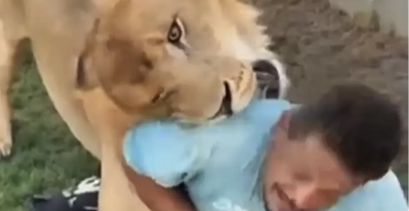 ليبيا.. النيابة تتحرك في واقعة إطلاق أسد على عامل مصري