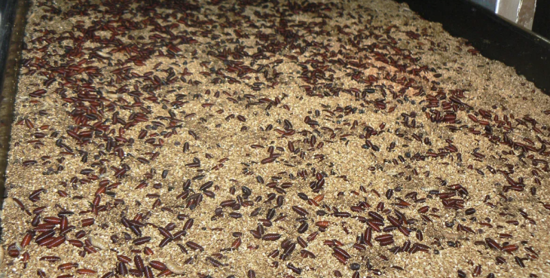 أميركا تؤكد أول إصابة بشرية بداء "الدودة الحلزونية"