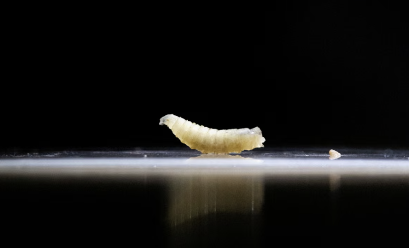 First human case of flesh-eating screwworm parasite confirmed in US