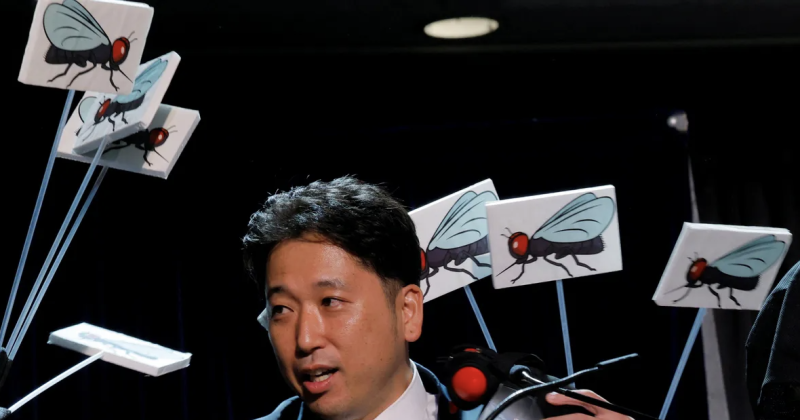 Satirical Nobel Prizes: Cows as Zebras and Decades of Nail Growth Tracking