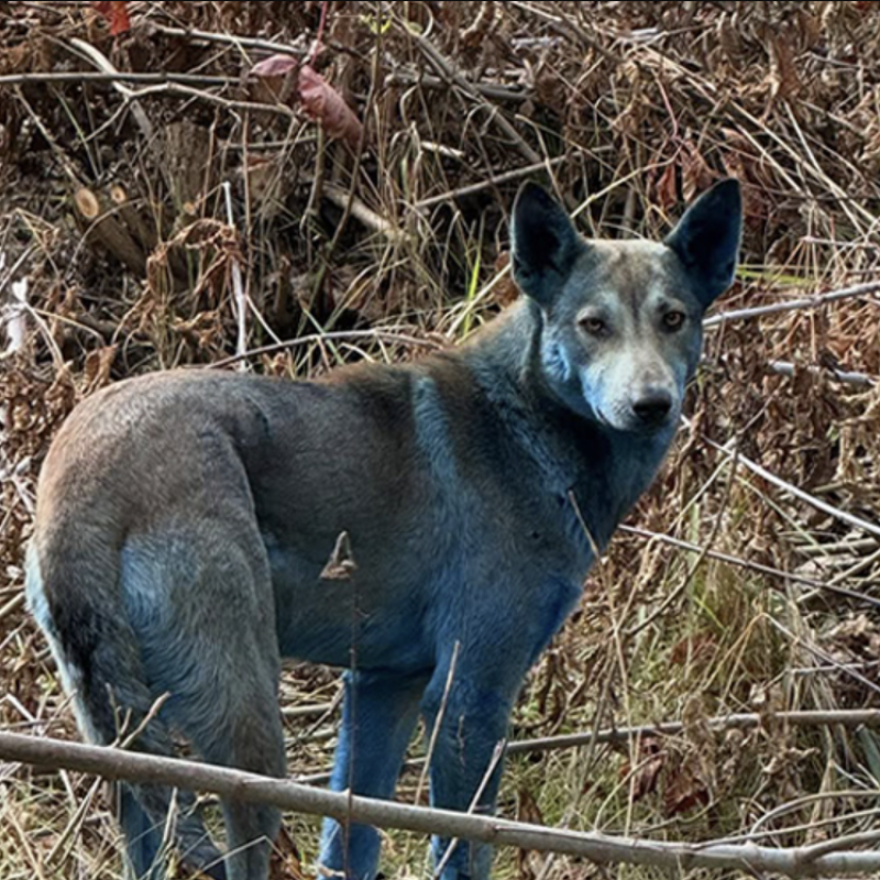 Researchers explain why stray dogs spotted in Chernobyl appear blue