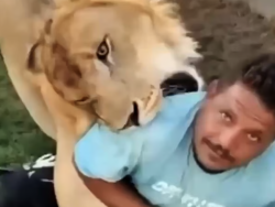 Libyan farm owner arrested for allegedly releasing lion on Egyptian worker